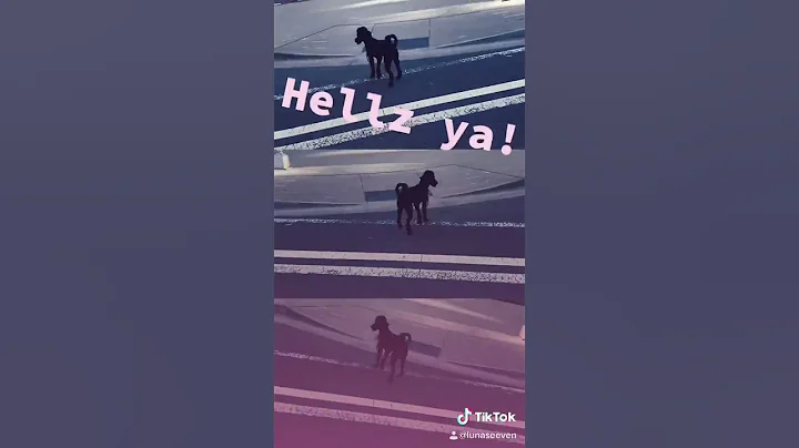Dog Walking Like a Boss
