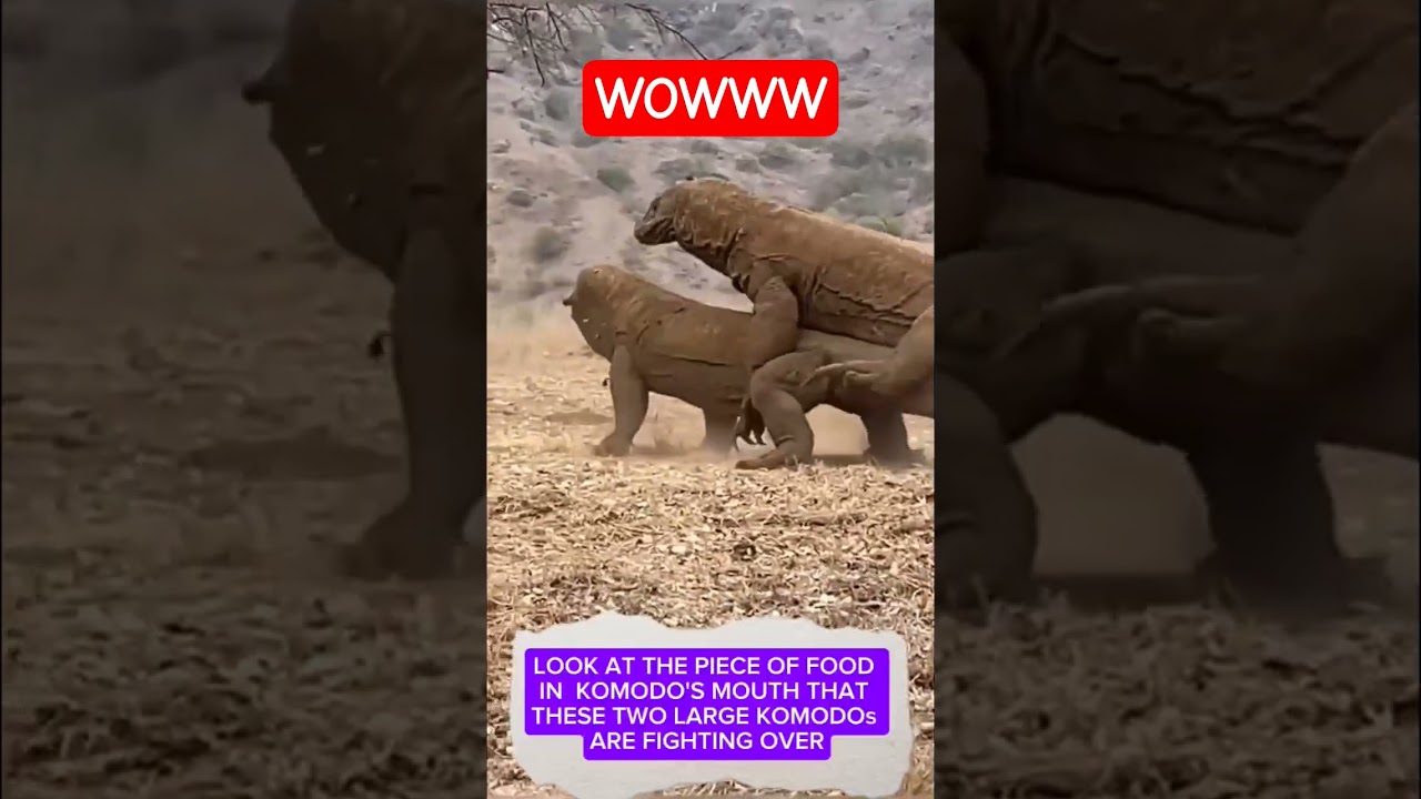 KOMODO FIGHTING FOR FOOD