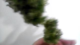 Berry Og sample Nug shot