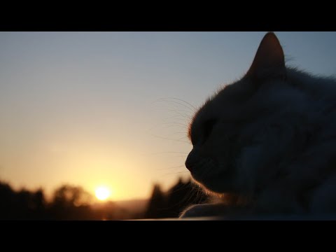 日没のもふもふ Cat at Sunset　210709