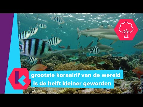 Video: De beste tijd om het Great Barrier Reef te bezoeken