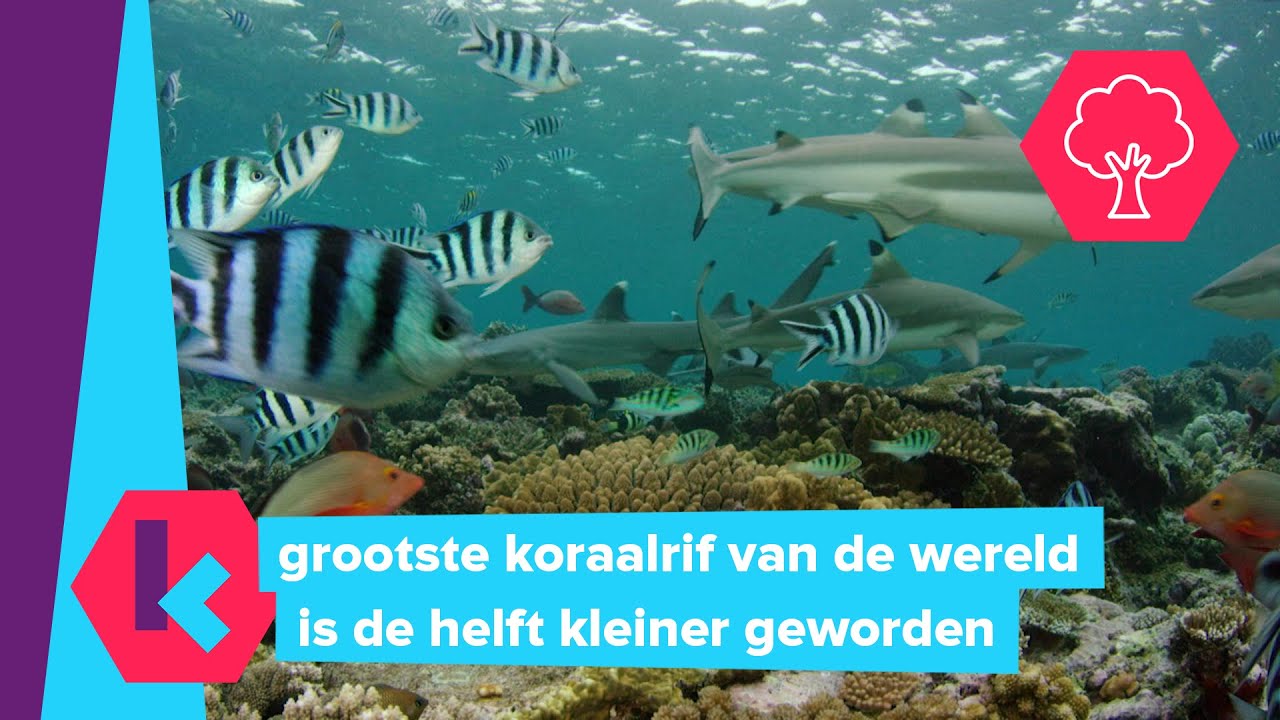 Wat Is Er Aan De Hand Met Het Great Barrier Reef YouTube