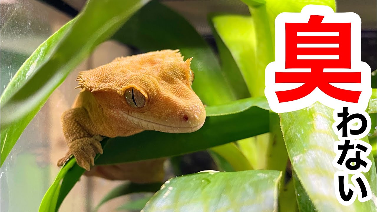 臭わないメンテナンスのコツ【クレステッドゲッコー　飼育】【ガーゴイルゲッコー　飼育】