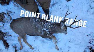 The Closest Mule Deer I Have Taken, By Tracking In The Snow!