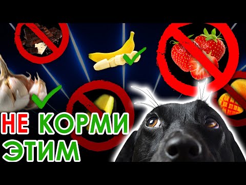Продукты, которые нельзя животным.  От чего кошкам и собакам будет плохо и как этого избежать?