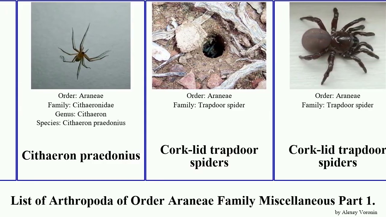 List of Arthropoda of Order Araneae Family Miscellaneous Part 1. arkys appendix duplex spiders