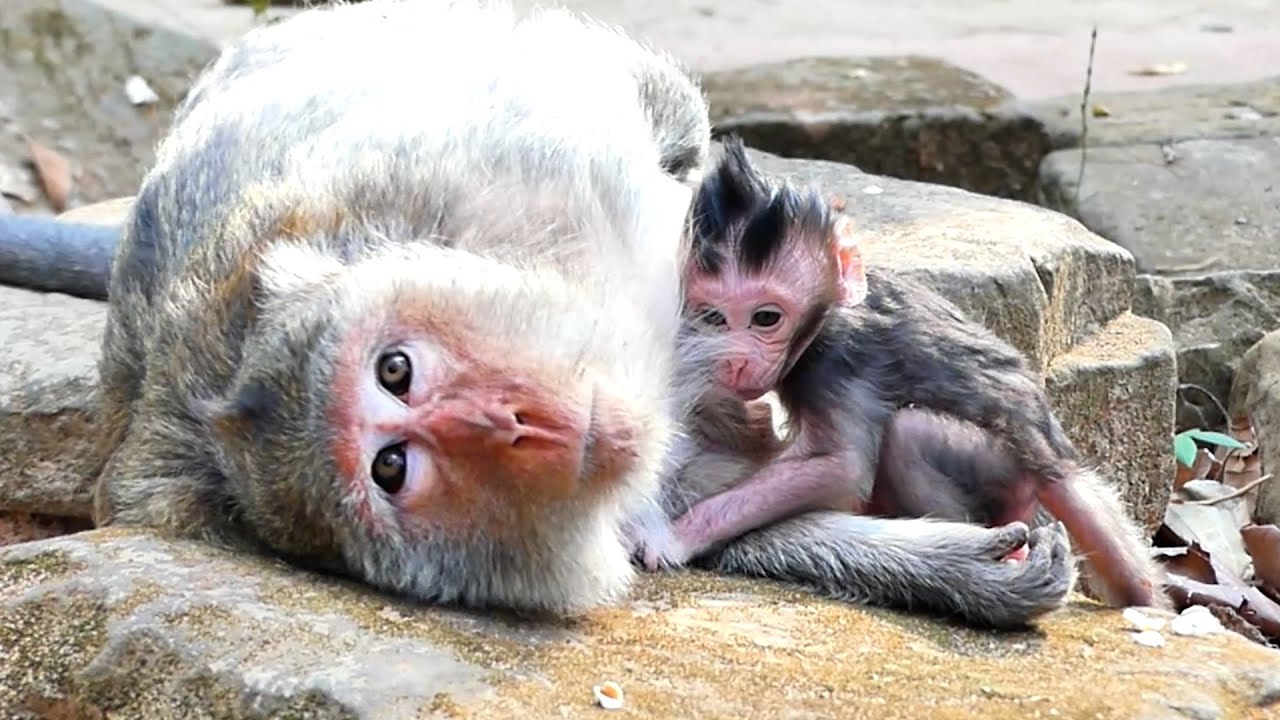 Lazy Mom Amber Block Milk to Newborn or Sleeping didn't want give milk to Her newborn .!