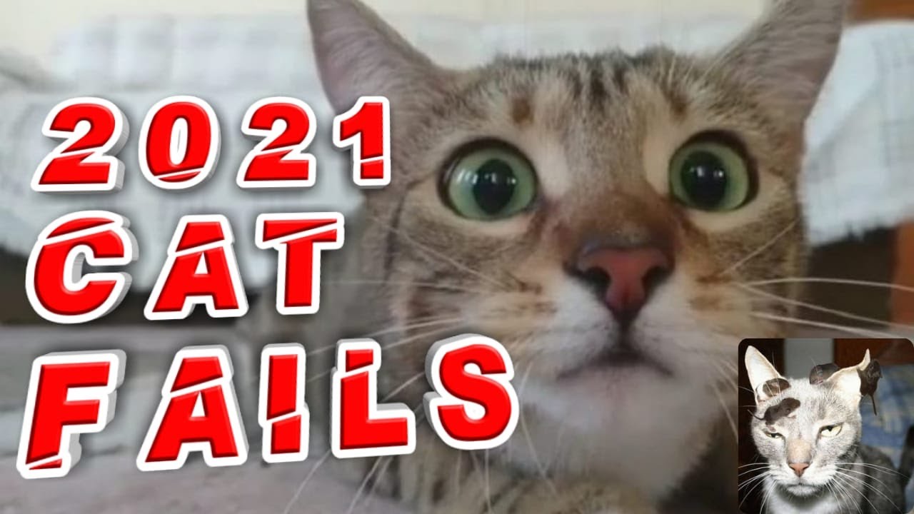 Funny Cat Fails Compilation 2021 - Try not to laugh 😂 2Day Cats