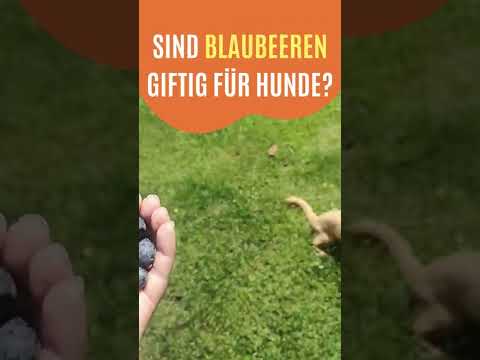 Video: Ist Blaubeere gut für Hunde?