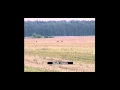 Hunters of the Great North 2 # 1 ( Red deer in Pomerania )
