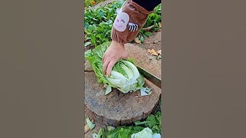 GI599873 mini rotary tillage and ridging all-in one tree 🌲 short view#subscribe