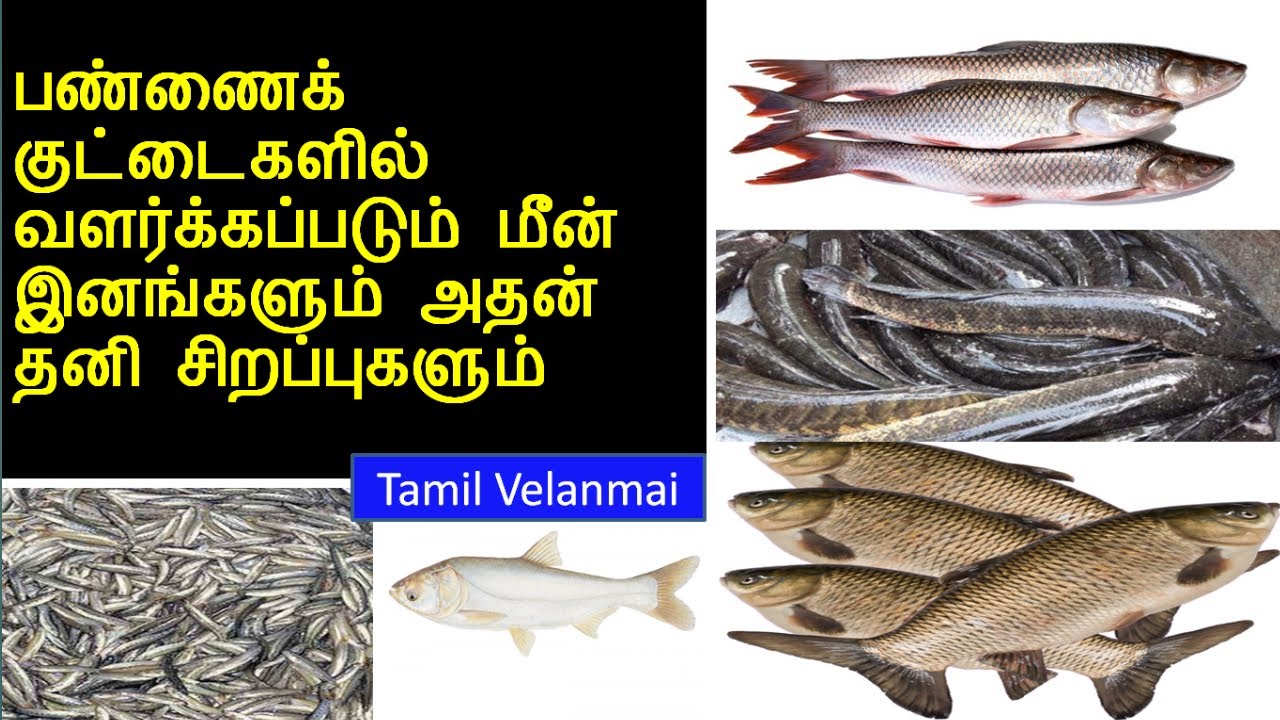         Pannai Kuttai Meen Valarpu   Tamil Velanmai