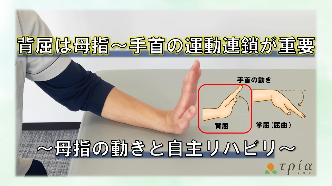 手首の動きの確認（用語の確認） | 関節の運動方向に関わる専門用語 – TVDJN