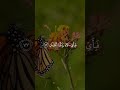 ت ب ار ك اس م ر ب ك ذ ي ال ج ل ال و ال إ ك ر ام سورة الرحمن بصوت إيهاب عبد الجواد