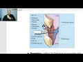 Anatomy for applied medical science(Radiology Department) 13 (Pleura , part 2), by Dr.Wahdan