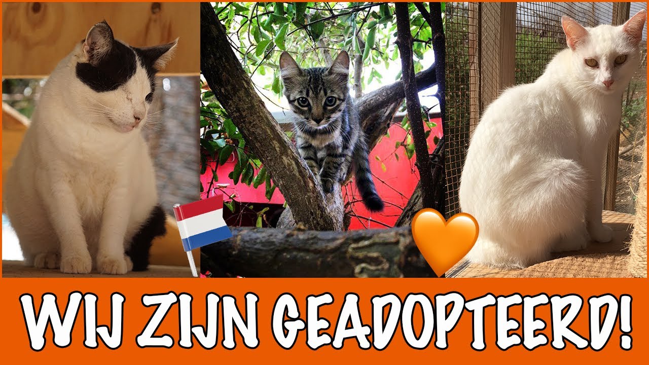 3 katten krijgen een nieuw begin in Nederland! | DierenpraatTV