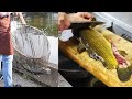 【珍食】生簀から秒で捌かれる鯉の洗いを出すお店「大漁苑」/Japanese carp sashimi shop