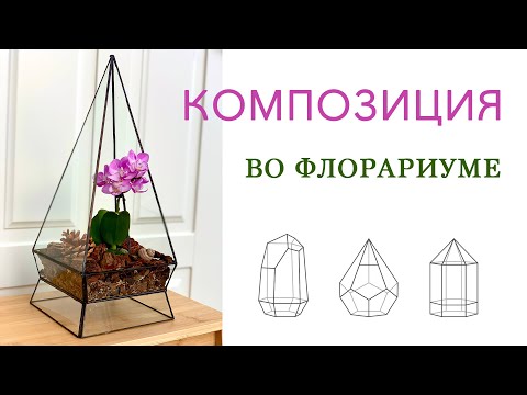 Video: Mini orchidee: cure domiciliari. orchidea nana