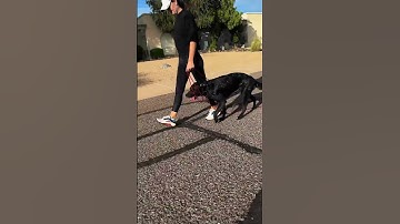 De beste dag ooit voor deze labrador en haar baasje #hondentraining #labrador #losse-lijnwandelin...