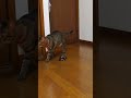 スケボーが体の一部になっているクサガメ軍曹【 #猫と亀 】