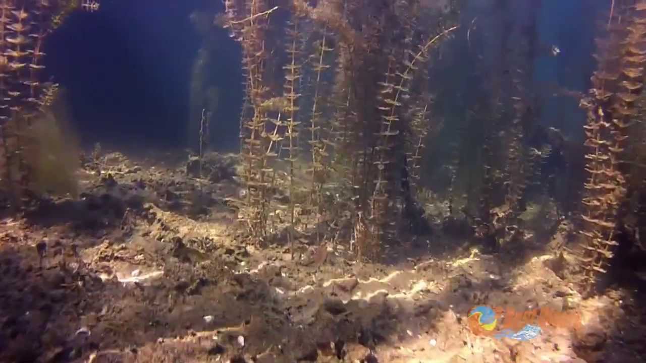 jeziora Staw i Hańcza - nurkowanie wrześniowe z Best Divers