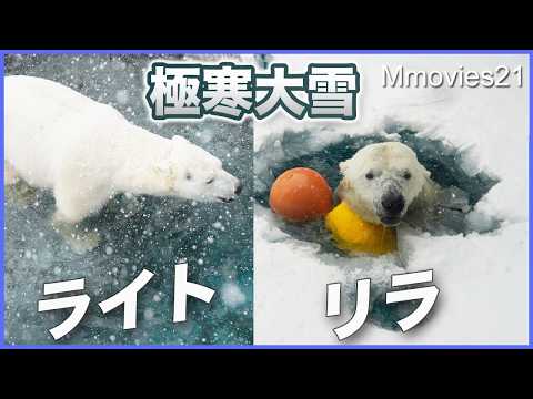 同居中プールに入ったライトの頑張り〜ホッキョクグマ繁殖期の同居訓練〜Polar Bear Breeding Season 2