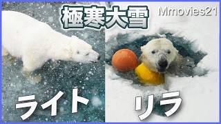 同居中プールに入ったライトの頑張り〜ホッキョクグマ繁殖期の同居訓練〜Polar Bear Breeding Season 2