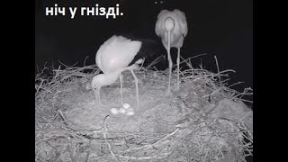 Лелека Грицько Трансляція| #birdwatching  #storks