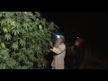Cannabis Cultivation: Nocturnal Harvest with Swami Chaitanya / Green Flower