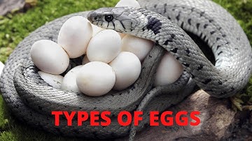 Types of eggs | Developmental biology | Zoology