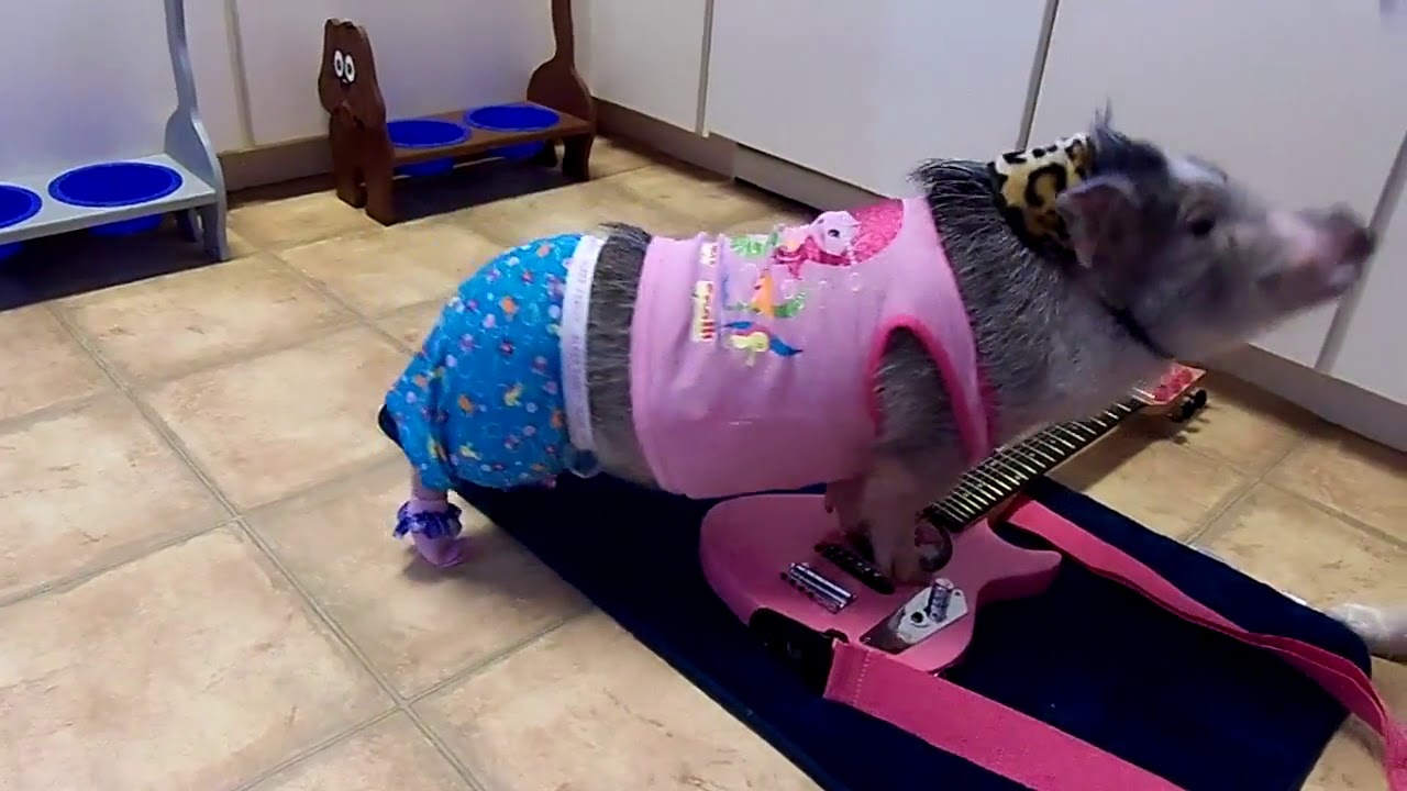 Cerdo en piyama toca la guitarra - YouTube