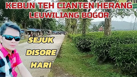 sejuk || Suasana Sore Kebun Teh Cianten Herang || Leuwiliang Bogor