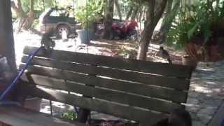 Squirrel attacked by blue jay