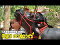 കേരളത്തിന്റെ പോത്ത് യുവ രാജാവ് | Goutham GATOLI | National Junior Champion