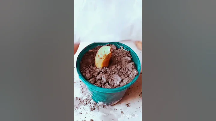 Effect of banana on lemon tree propagation #shorts#trending