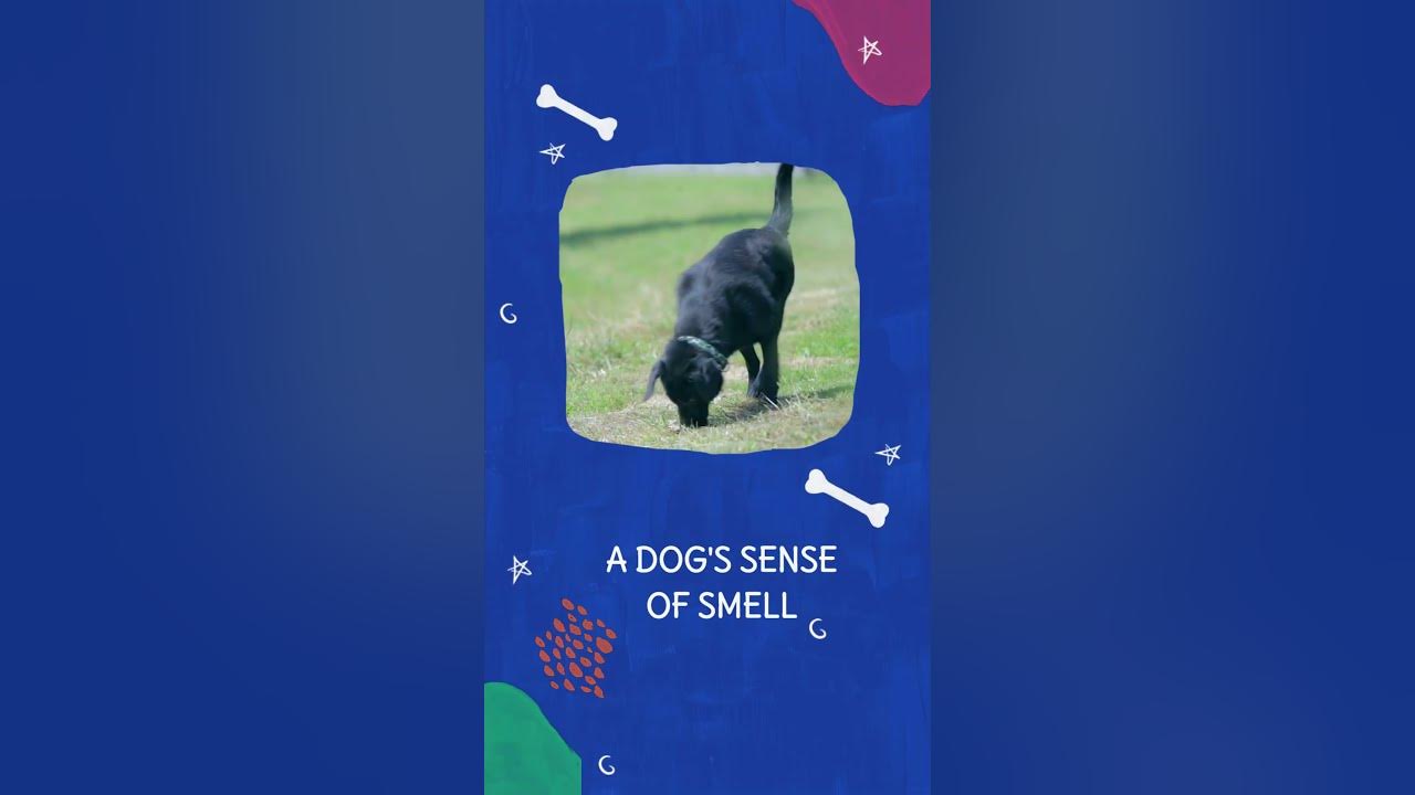 The Smelly Truth Behind Why Dogs Roll on Stinky Things YouTube