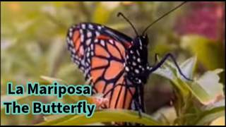 La mariposa - The butterfly (Bilingual)