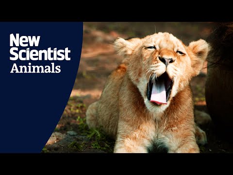 Lions use yawns to signal to others that it’s time to get moving