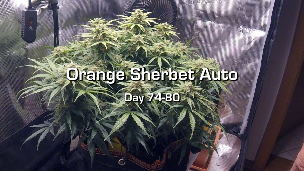 Day 74-80 Orange Sherbet Auto #2 Timelapse 
