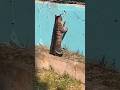 #catvideos #comedyshorts #viralshort