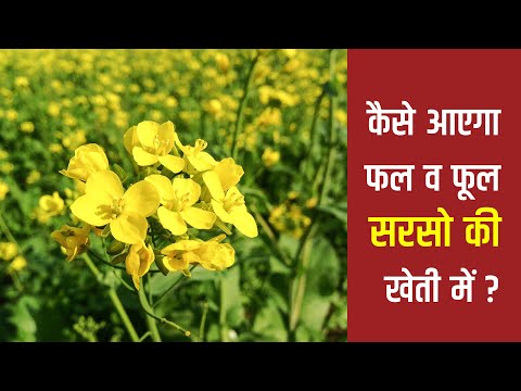 सरसों में फूल एवं फली विकास की अवस्था में उर्वरक प्रबंधन!  - सरसों में फूल एवं फली विकास की अवस्था में उर्वरक प्रबंधन! 