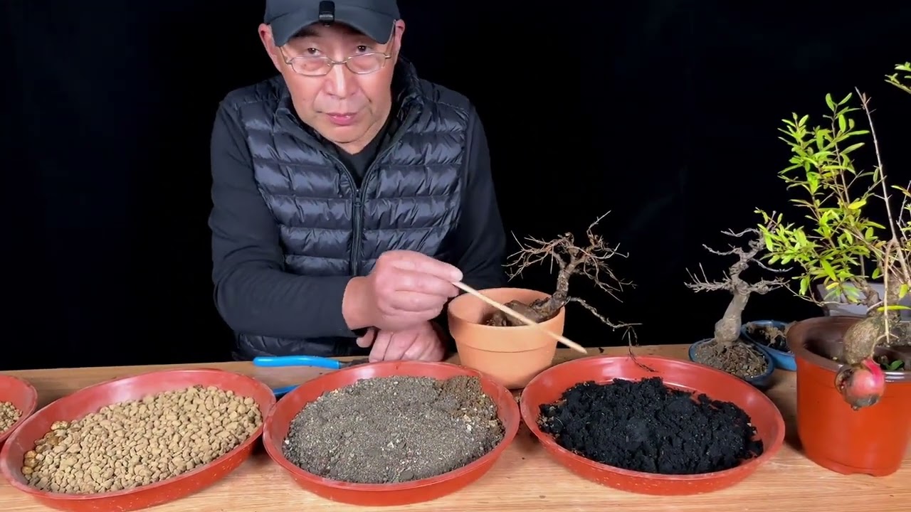 小微盆景冬季如何防冻？如何放盆？如何配土？花果类盆景养护注意事项。#盆景 #石榴盆景 #盆景养护