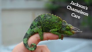 REAL LIFE TRICERATOPS ?! Jackson's Chameleon Care!