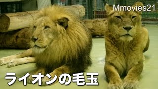 Lionライオン リッキーの毛玉が取れた　ネズミみたいな形