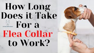 How Long Does It Take For A Flea Collar To Work?