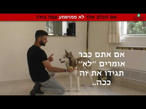 וִידֵאוֹ: לשמפו או לא לשמפו את הכלב שלך? זאת השאלה