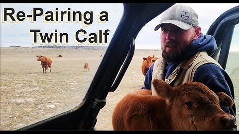 Re-Pairing a Twin & Herd Checks - Calving 2025 | Part 4