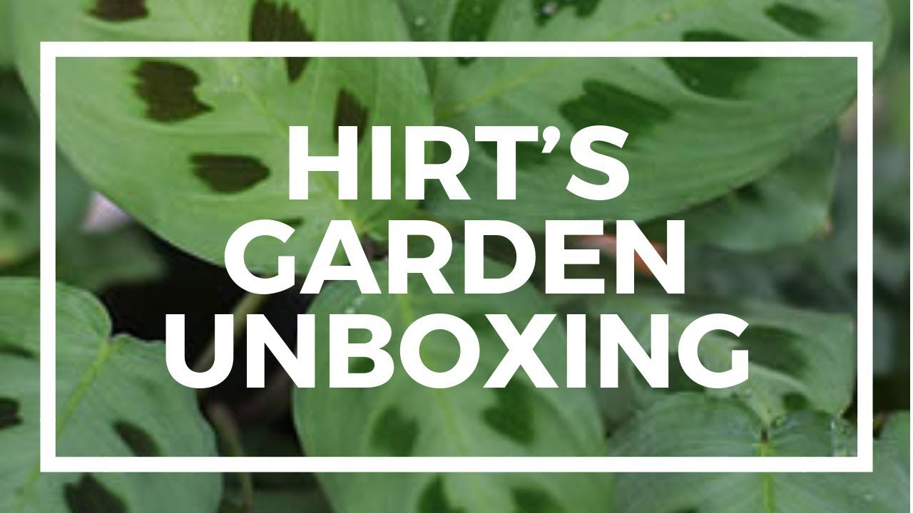 Hirt's Garden Plant haul (2020) YouTube