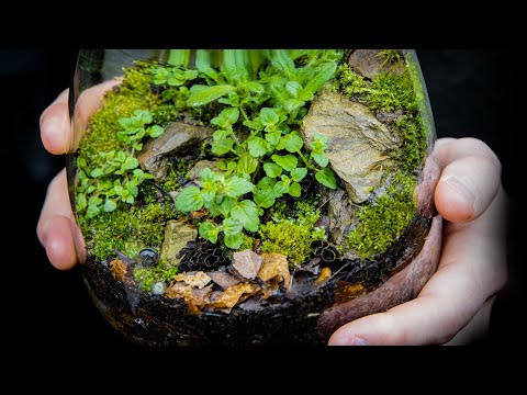 Make a Native Terrarium withme (Satisfying & Relaxing Build)