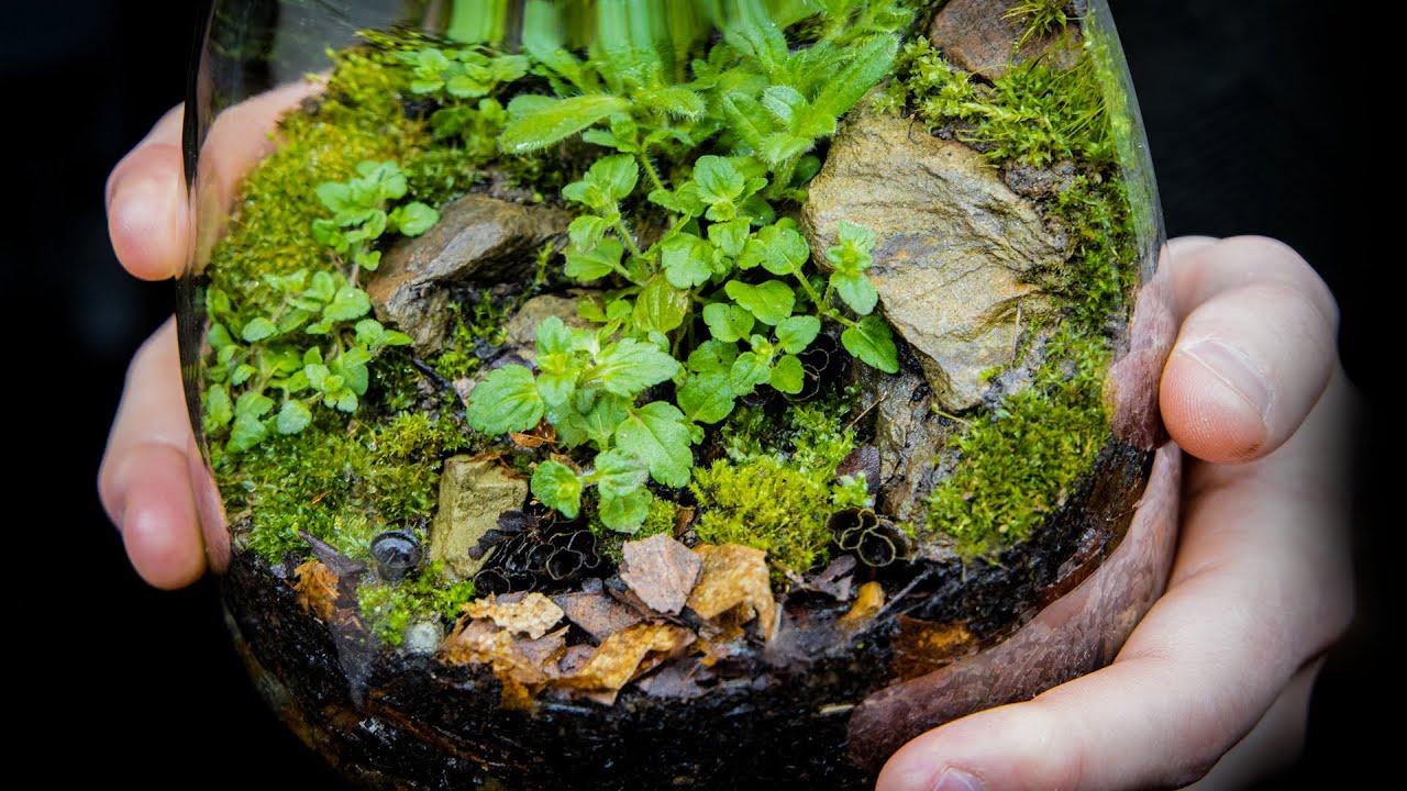 Make a Native Terrarium #withme (Satisfying \u0026 Relaxing Build)